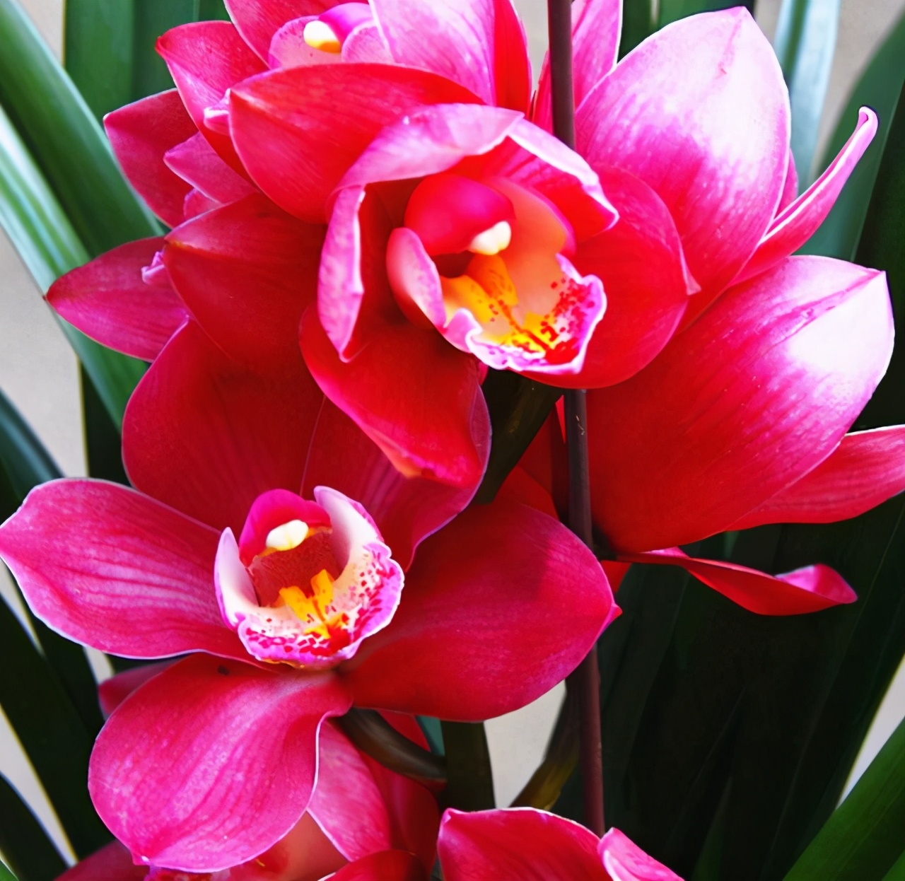 名贵兰花品种名称及图片欣赏,名贵兰花常见品种介绍图片