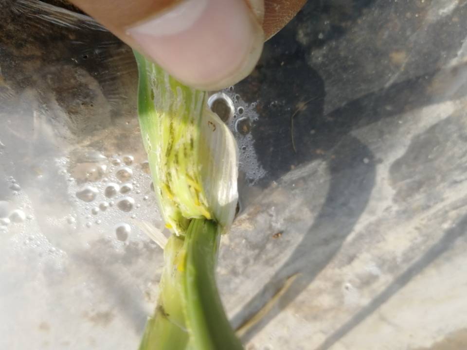 大蒜种植后可杀死菌虫吗,大蒜出现小黄虫怎么治