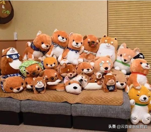 把柴犬放在一堆柴犬玩偶里,日本两只柴犬