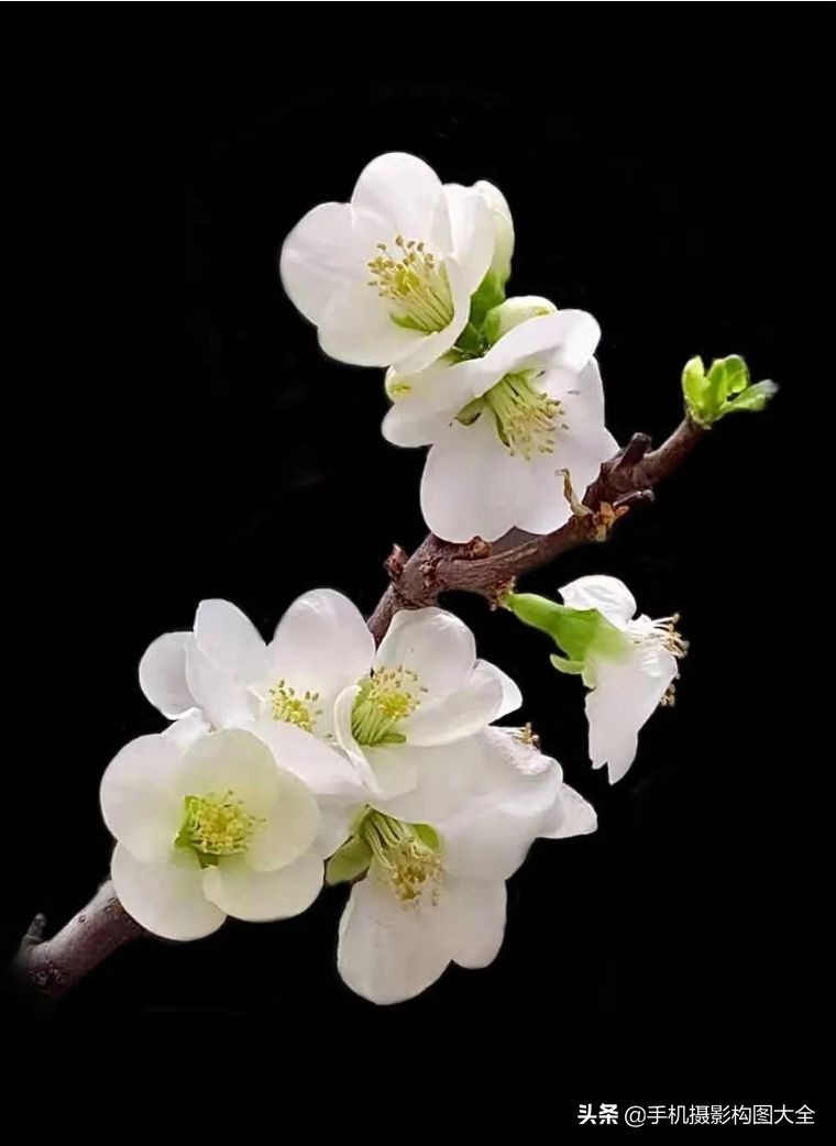 24-70拍人像使用技巧,24种手机拍摄技巧图片