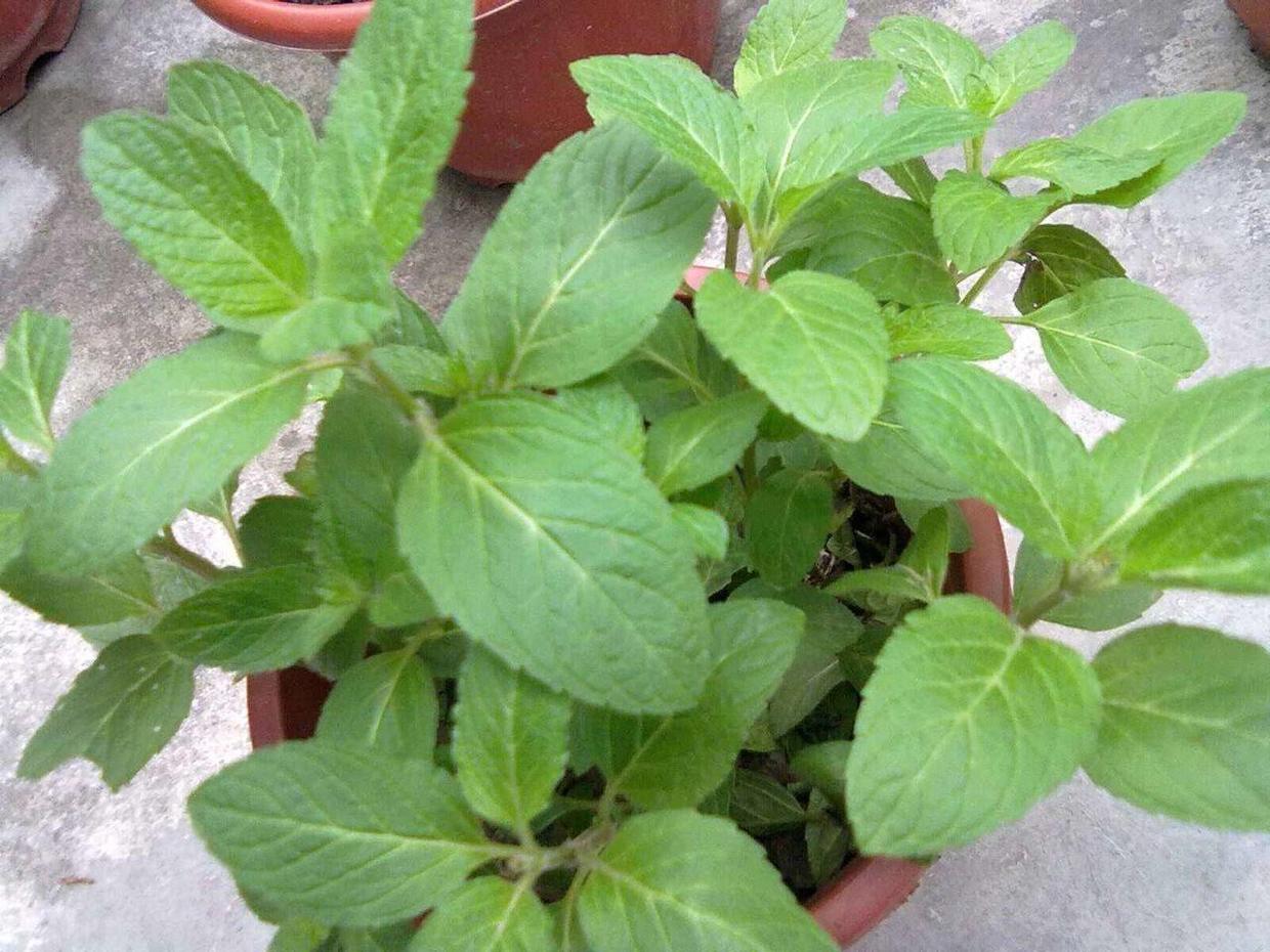 哪种猫薄荷最吸引猫,所有猫科动物都抵挡不了猫薄荷