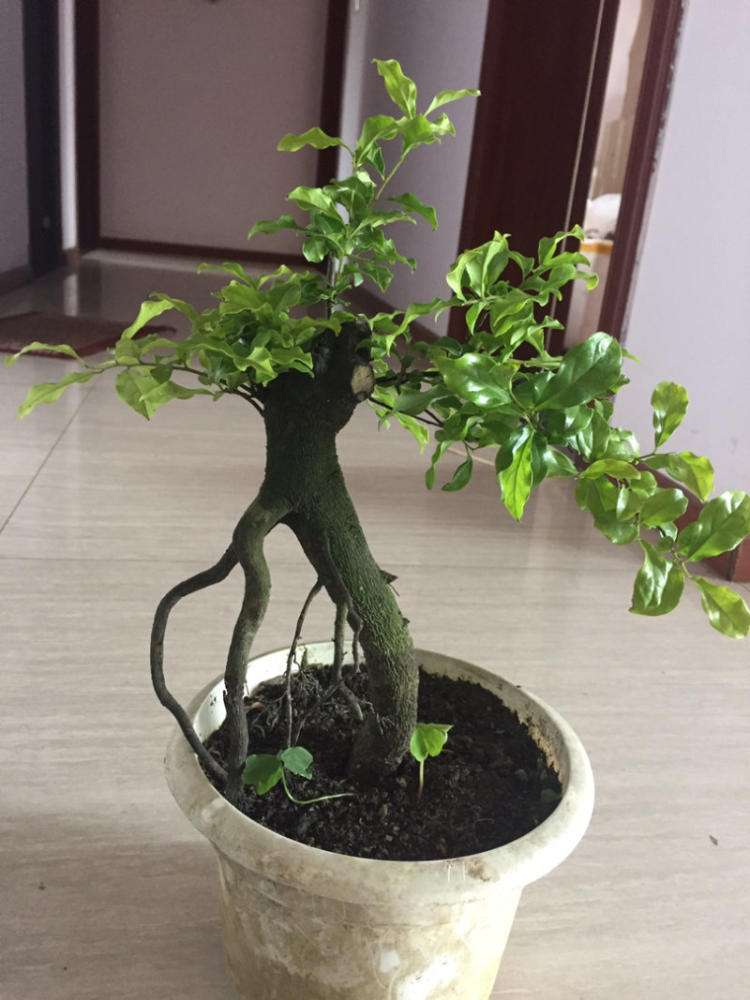 金弹子怎么养护才能开花结果,金弹子开花挂果注意事项