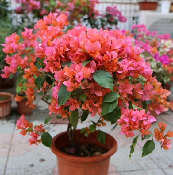 磷酸二氢钾浇花用量和使用时间,磷酸二氢钾的正确使用方法浇花