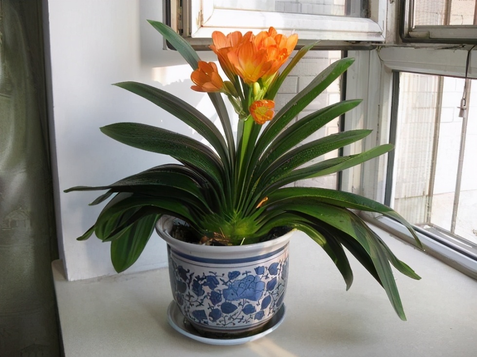 君子兰叶子光了怎么处理,君子兰的叶片蔫蔫的怎么办