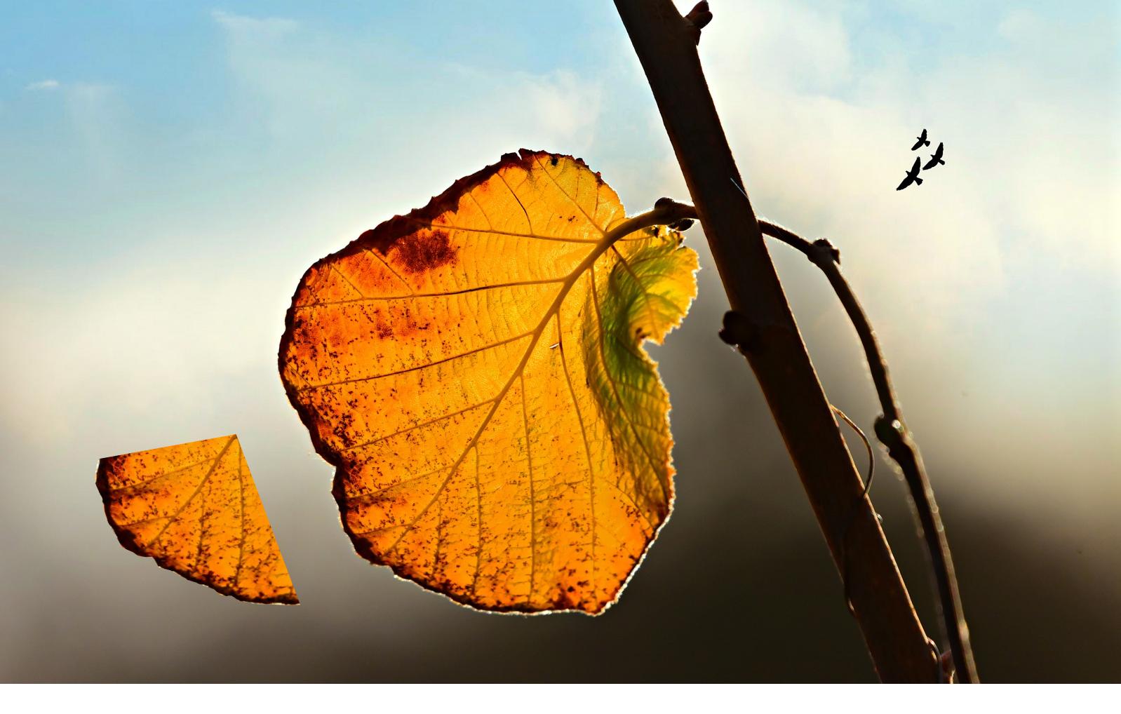 ppt的制作与排版技巧,软装ppt的制作方法与技巧