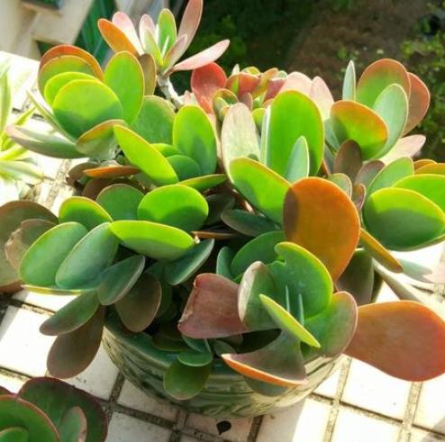 光照不够怎么养肉肉,光照不足能养兰花吗怎么养