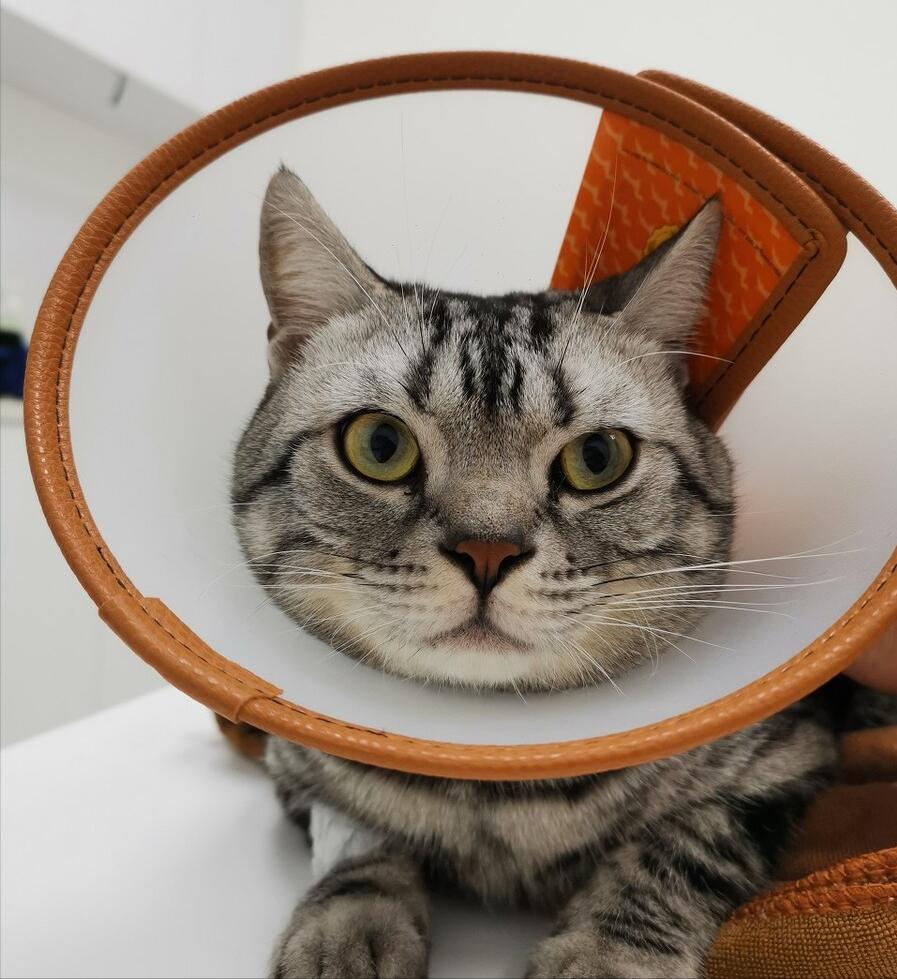 猫咪瘦是什么原因,猫咪太瘦了怎么办