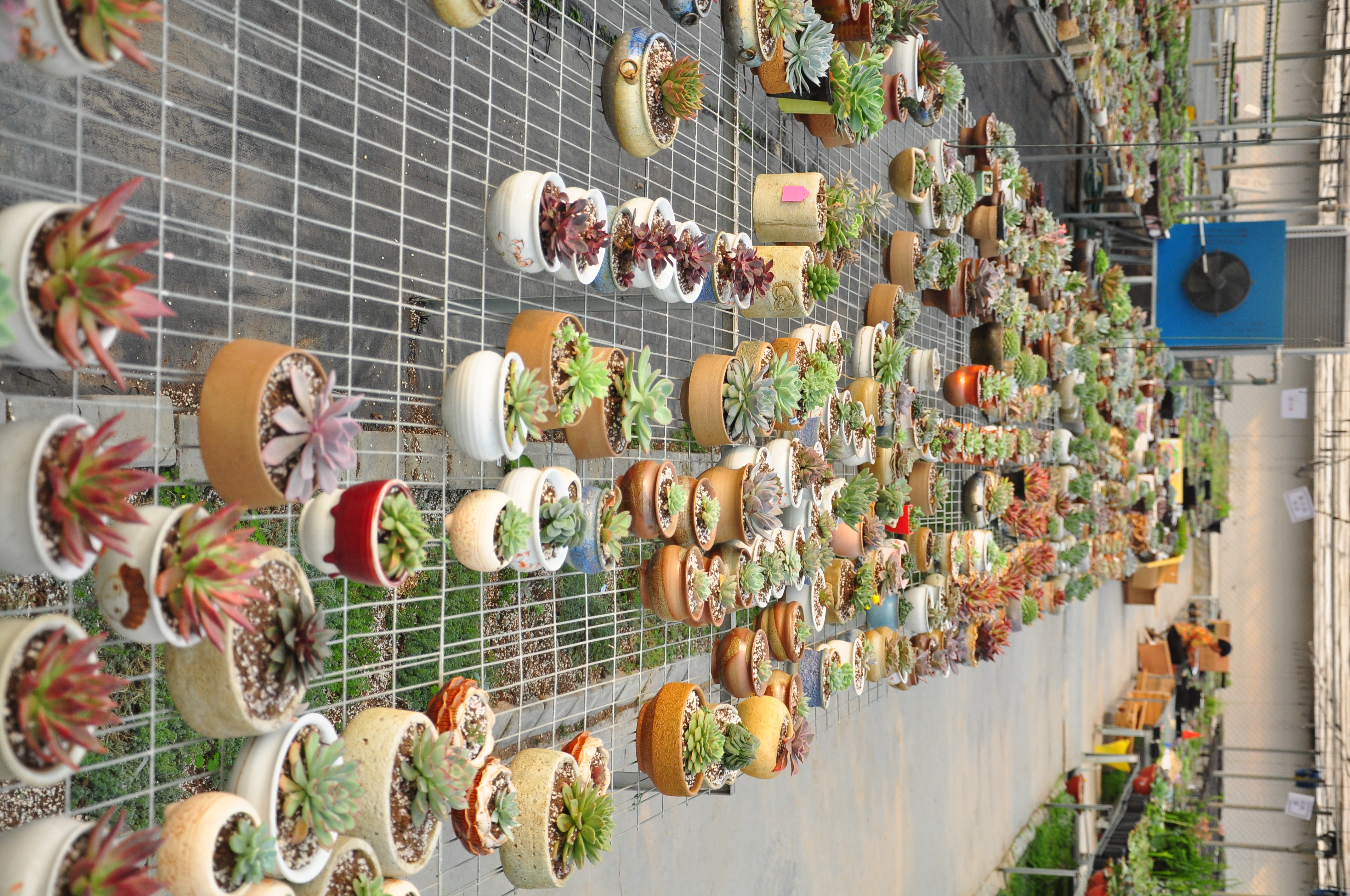 多肉大棚处理,多肉植物棚设计