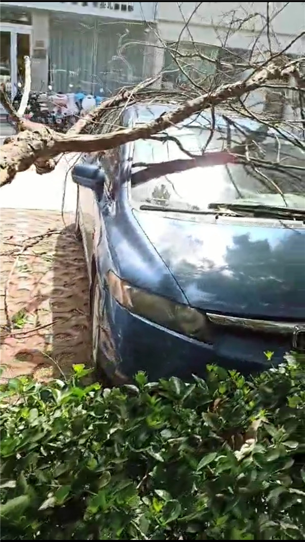 城市园林树砸坏车辆赔偿案例,小区树砸到车如何赔付