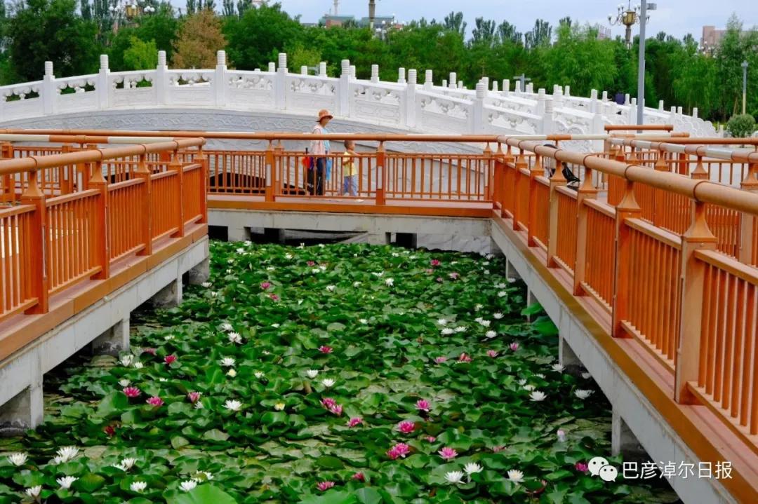 临河植物园景色,临河荷花景区