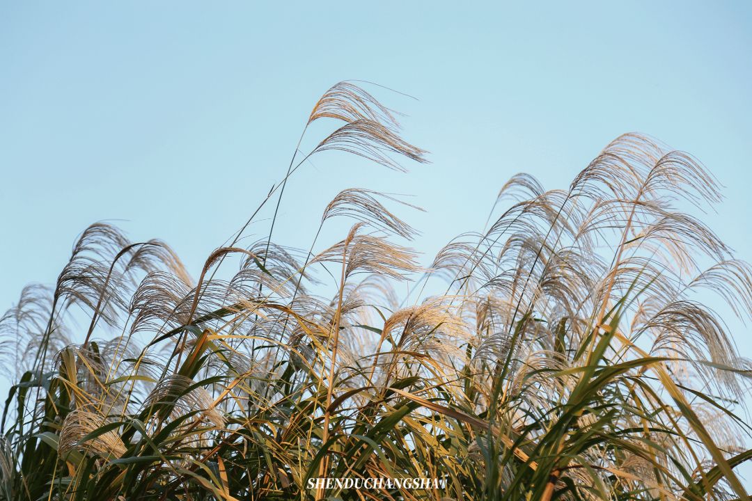 长沙秋季旅游景点推荐,长沙旅游攻略必玩的十大景点推荐