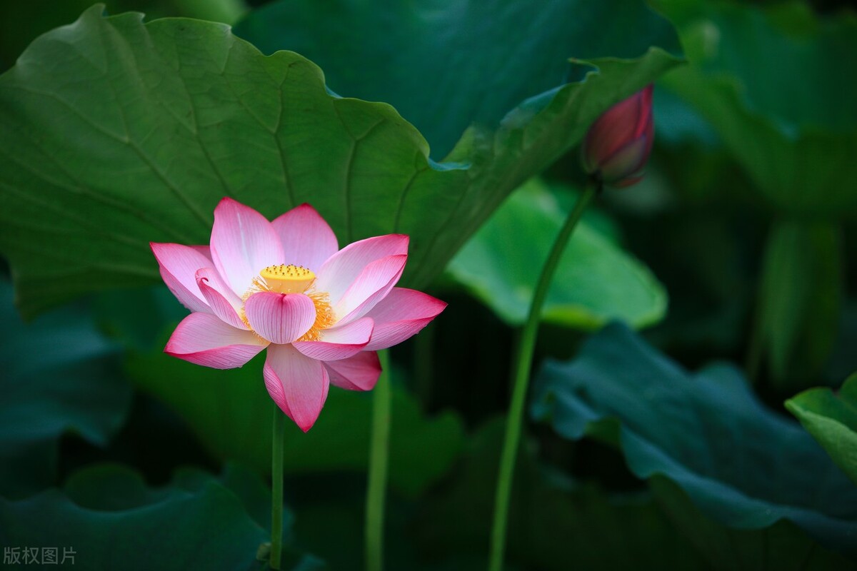 新手也能拍得好荷花摄影技巧,拍荷花的九个技巧
