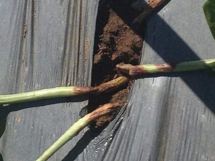 豆角怎样防治病虫害才能高产稳产,豆角前期预防各种病害