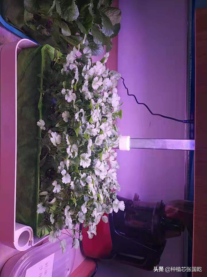 种植机怎么样,种植机种植蔬菜