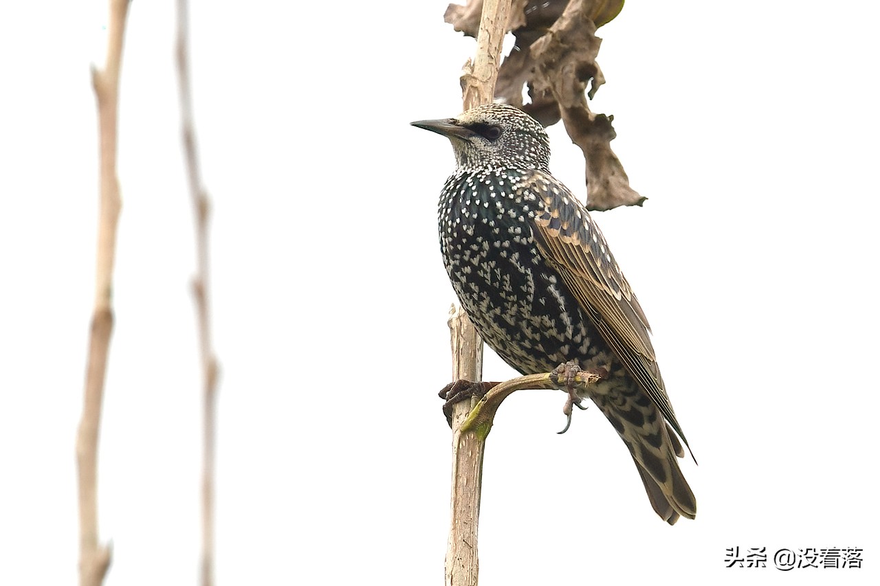「10.13」北京沙河观鸟日记：收获长尾山椒鸟与中华攀雀
