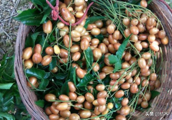 人称正气之果，种植历史悠久，味道不错，很多人却没吃过