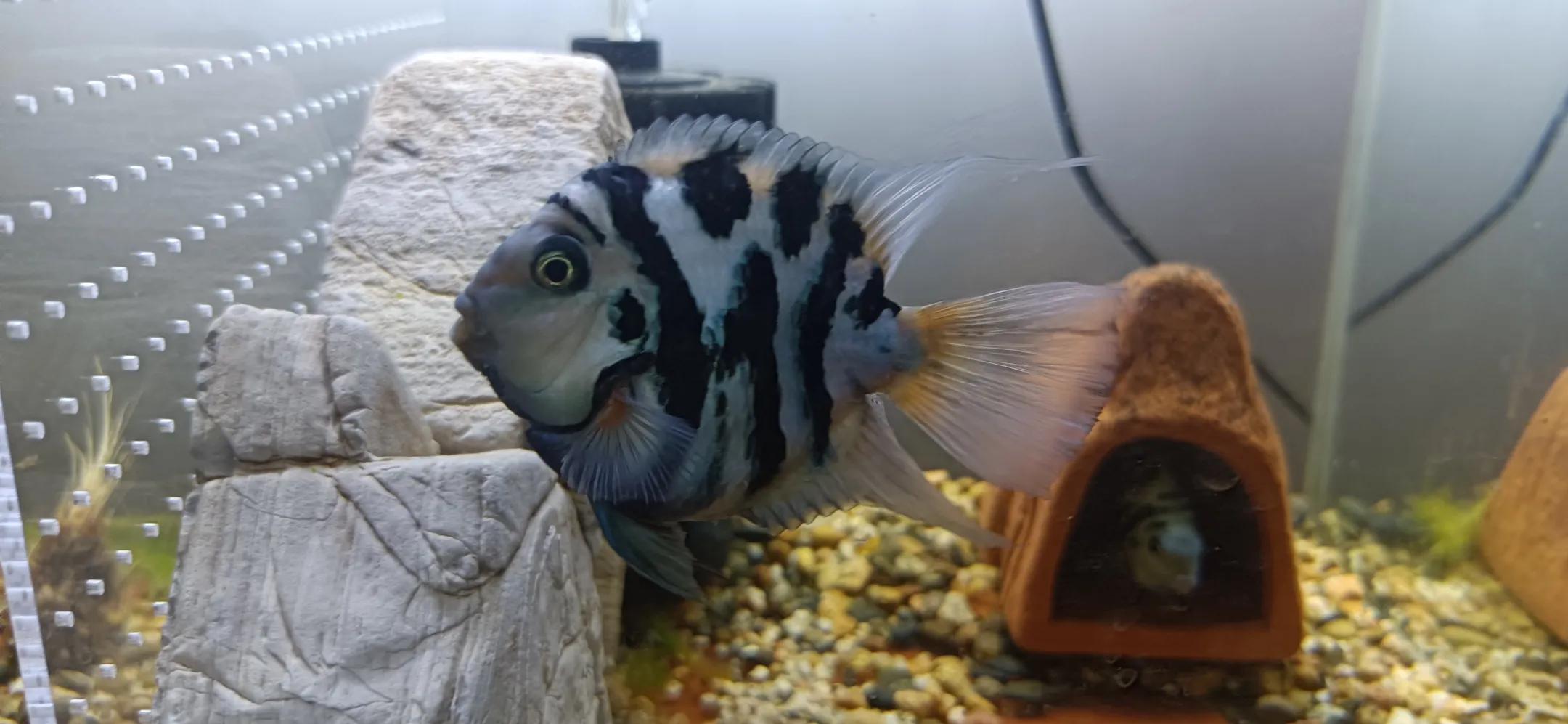 鹦鹉鱼可以跟迷你鹦鹉鱼一起养吗,迷你鹦鹉鱼和鹦鹉鱼能混合吗