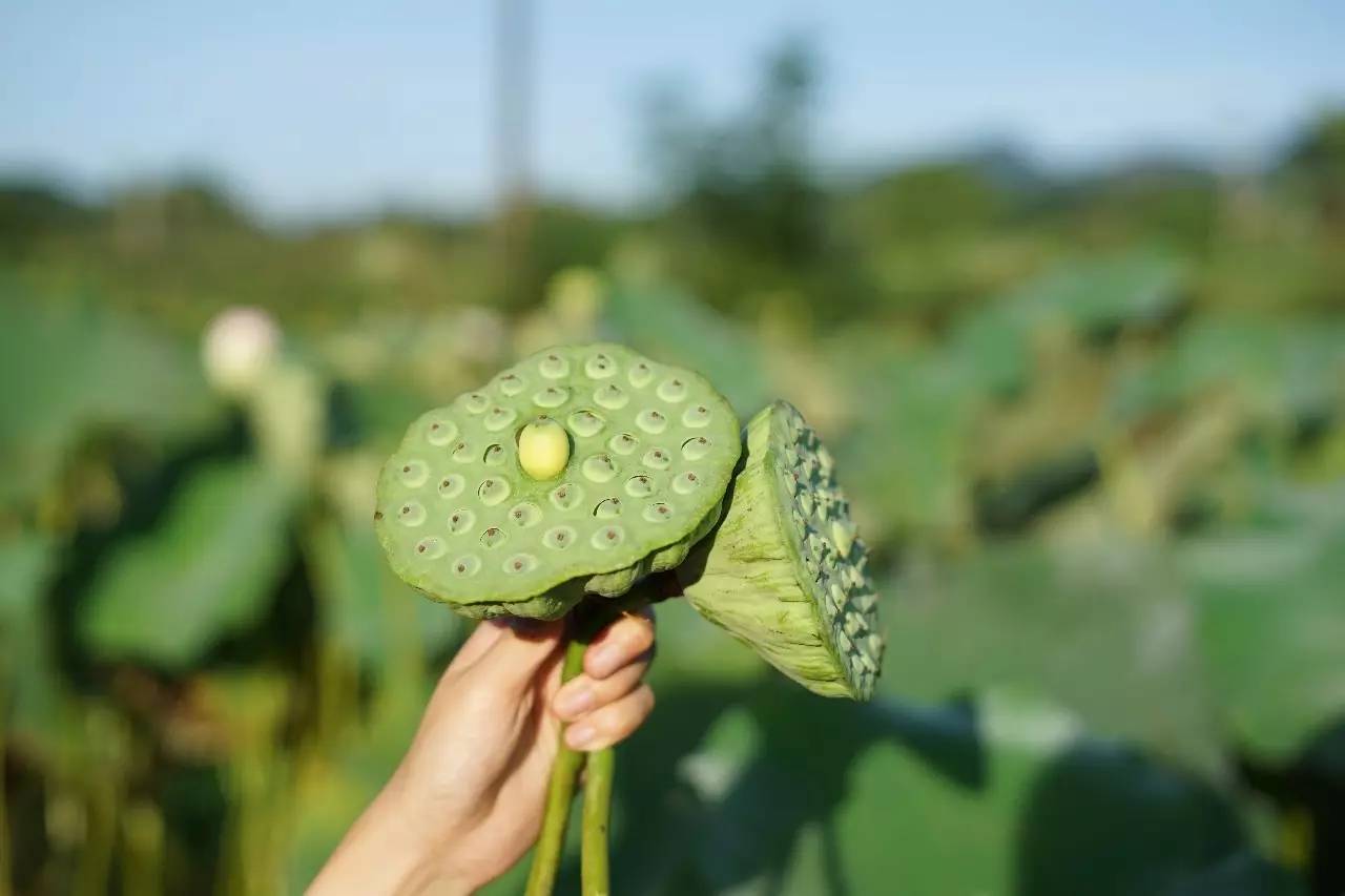 莲子和空心莲子有啥区别,莲子怎么选购最好