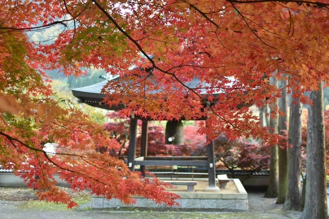 停车坐爱枫林晚，感受火红的秋