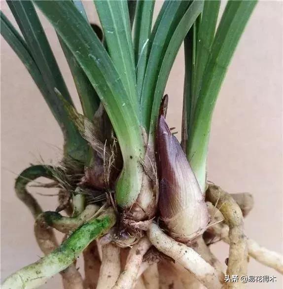 春兰大富贵春剑大富贵区别,春兰大富贵vs春剑大富贵