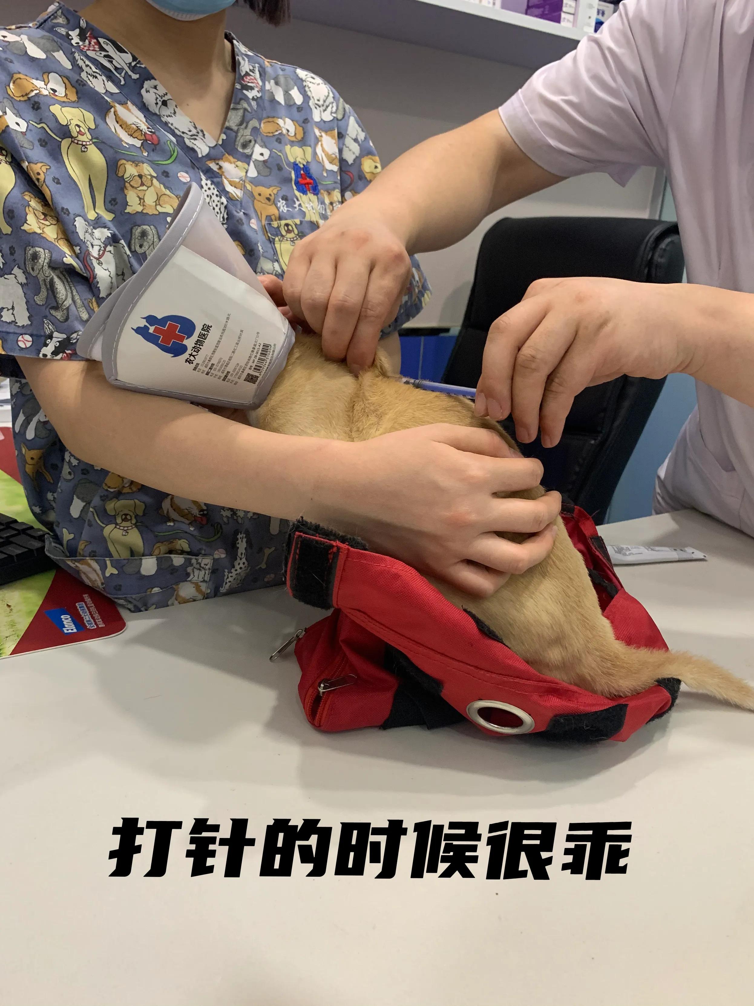 猫脓肿的治疗方案,猫咪肛门腺溃烂反复发作怎么治疗