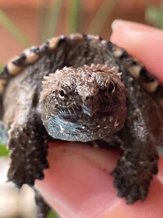 北美鳄算大鳄龟还是算小鳄龟,大鳄龟和北美鳄龟的区别