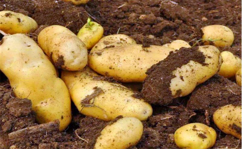 莲藕病虫害图谱及防治,莲藕的营养价值及病虫害防治