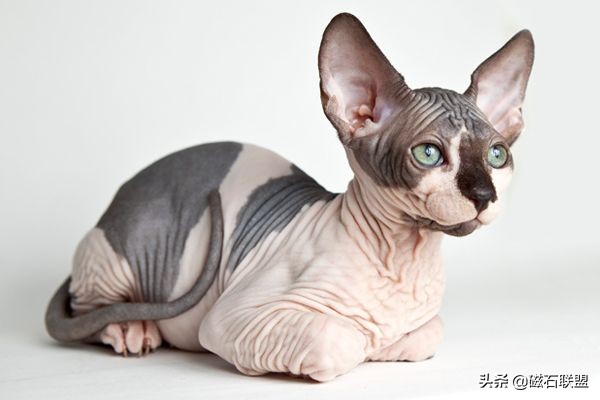 与众不同的特性,独特性格的猫