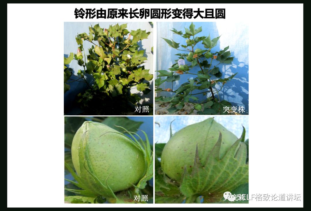 这个装置成功辅助我国两弹爆炸，现在它能治疗肿瘤