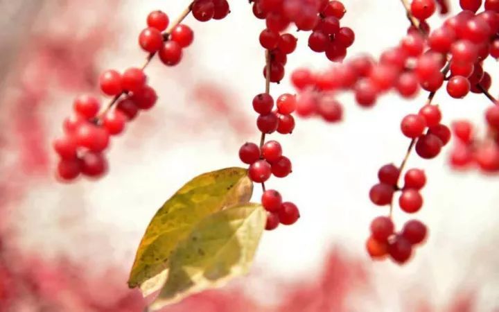 千古最著名的十首诗词,红豆经典古诗