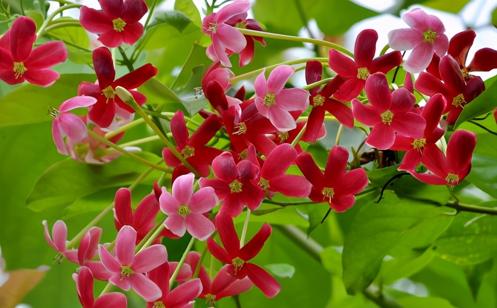 四季都有观赏效果的园林植物,春季开花的园林植物