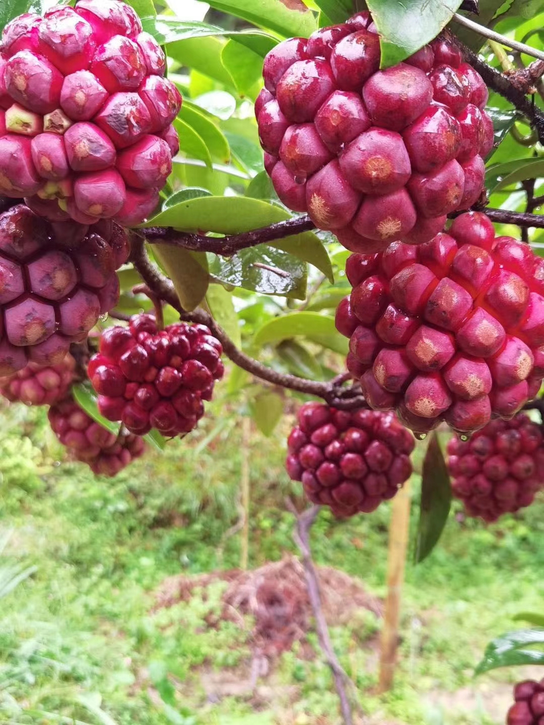 吃起来像葡萄又不是葡萄的水果,和葡萄似的特别甜的水果