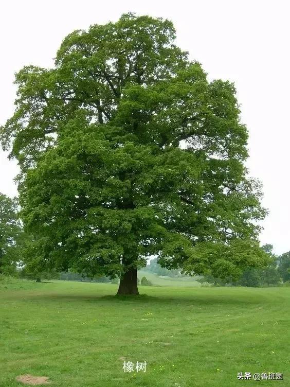 橡木种类大全及图片,史上最专业橡木介绍快来收藏吧