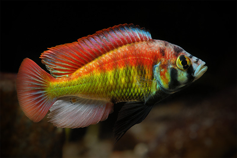 冷门热带小型观赏鱼,简单好养的观赏鱼都有哪些