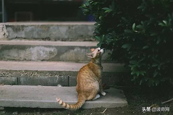 拉猫尾巴拉稀的原因,猫咪拽尾巴拉稀是真的吗