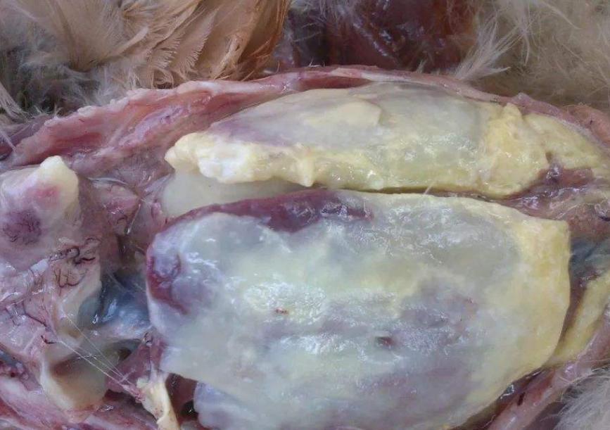 大肠杆菌感染的治疗方法,畜禽大肠杆菌最佳治疗方法