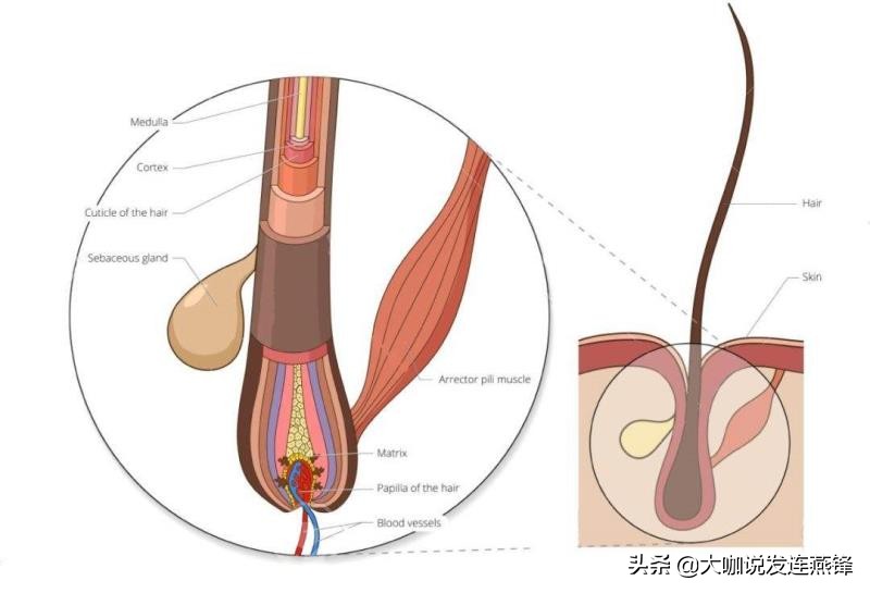 头发稀少发质软塌怎么打理,男生发量少细软免打理的发型