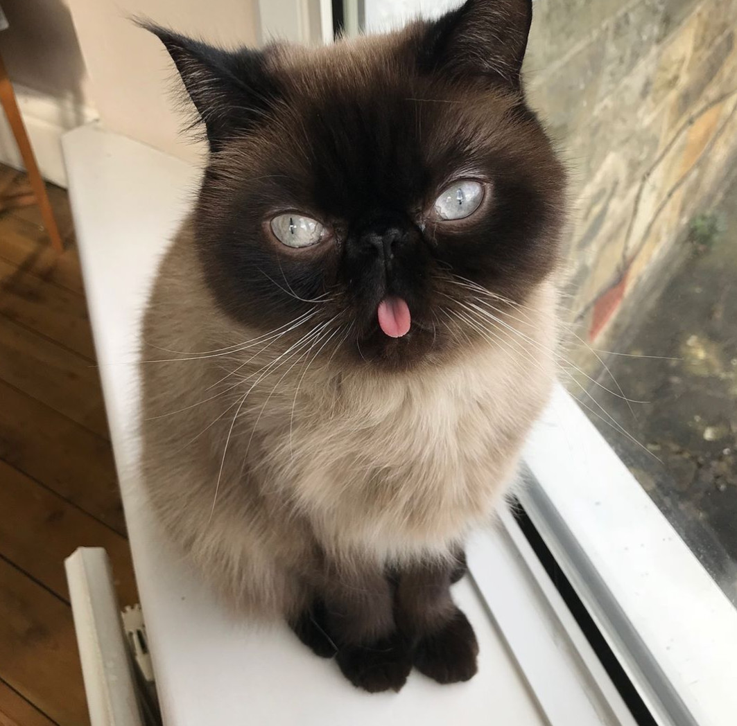 猫咪吐舌头卖萌无止境,猫咪吐舌头有多可爱