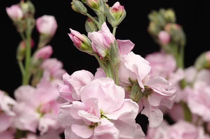 紫罗兰凯斯系列来了！早花百搭带芳香，轻松实现你的切花自由梦