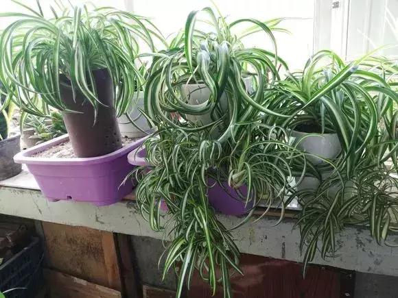 种什么蔬菜可吸甲醛,坪地吸甲醛的植物