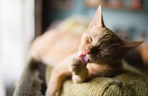 铲屎官做到这7点猫咪越养越干净,猫咪的健康是铲屎官最担心的事