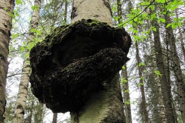 野生白桦茸桦褐孔菌,桦褐孔菌白桦茸的功效