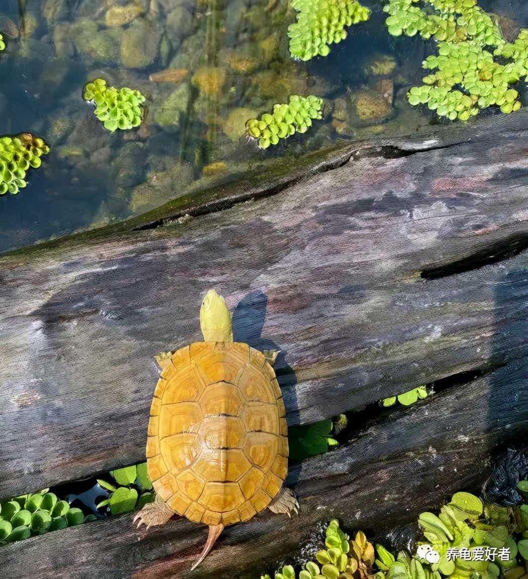 给龟换了水龟怎么老想往外爬,刚给龟换完水能喂食吗