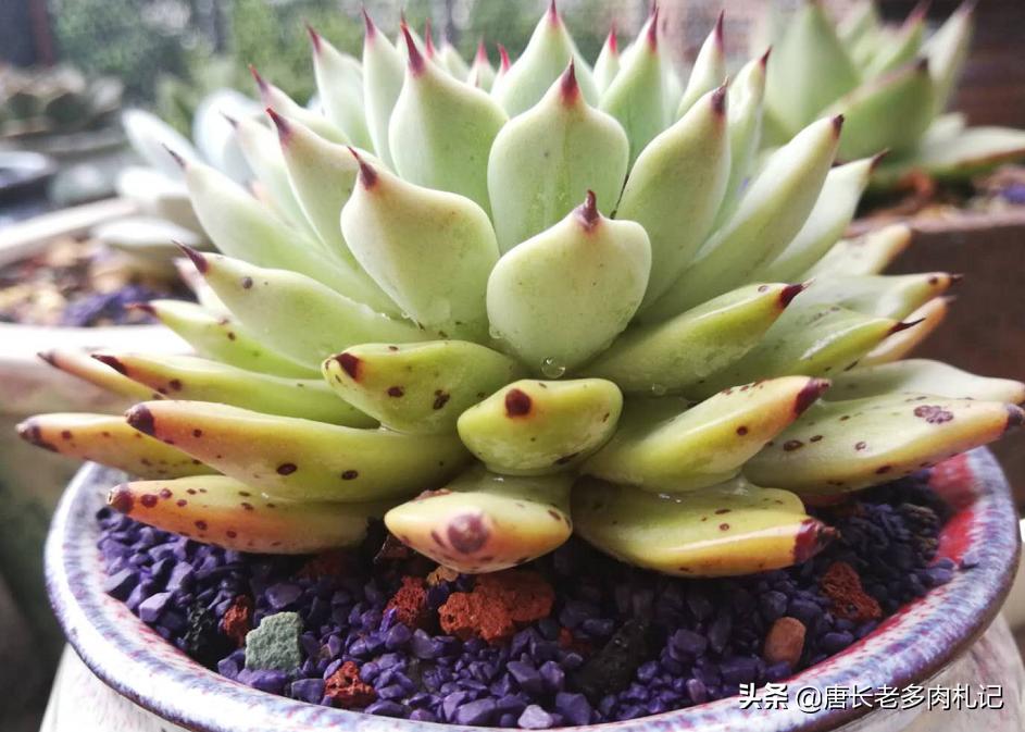 多肉怎么才能发现有蚧壳虫,多肉预防蚧壳虫吡虫啉几天喷一次