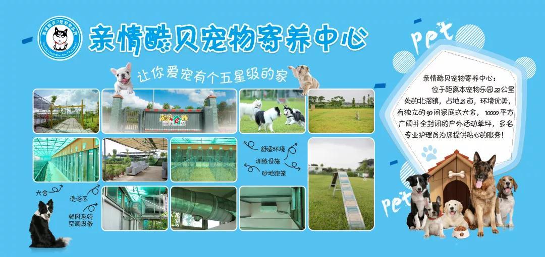 可以去玩的宠物乐园,1000平宠物乐园