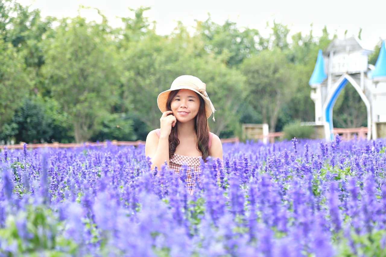 广州粉色浪漫花海,广东秋天粉色花海