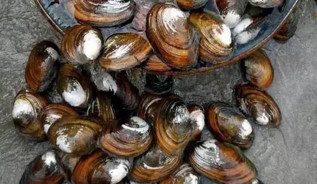 虾稻田怎样放地笼,地笼放河虾要注意什么