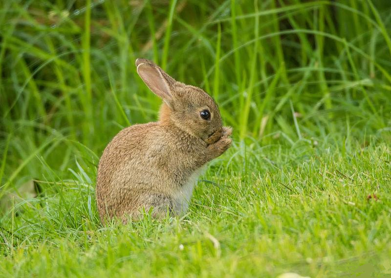 养兔专家指导幼兔球虫病的防治,养兔怎么抗球虫病