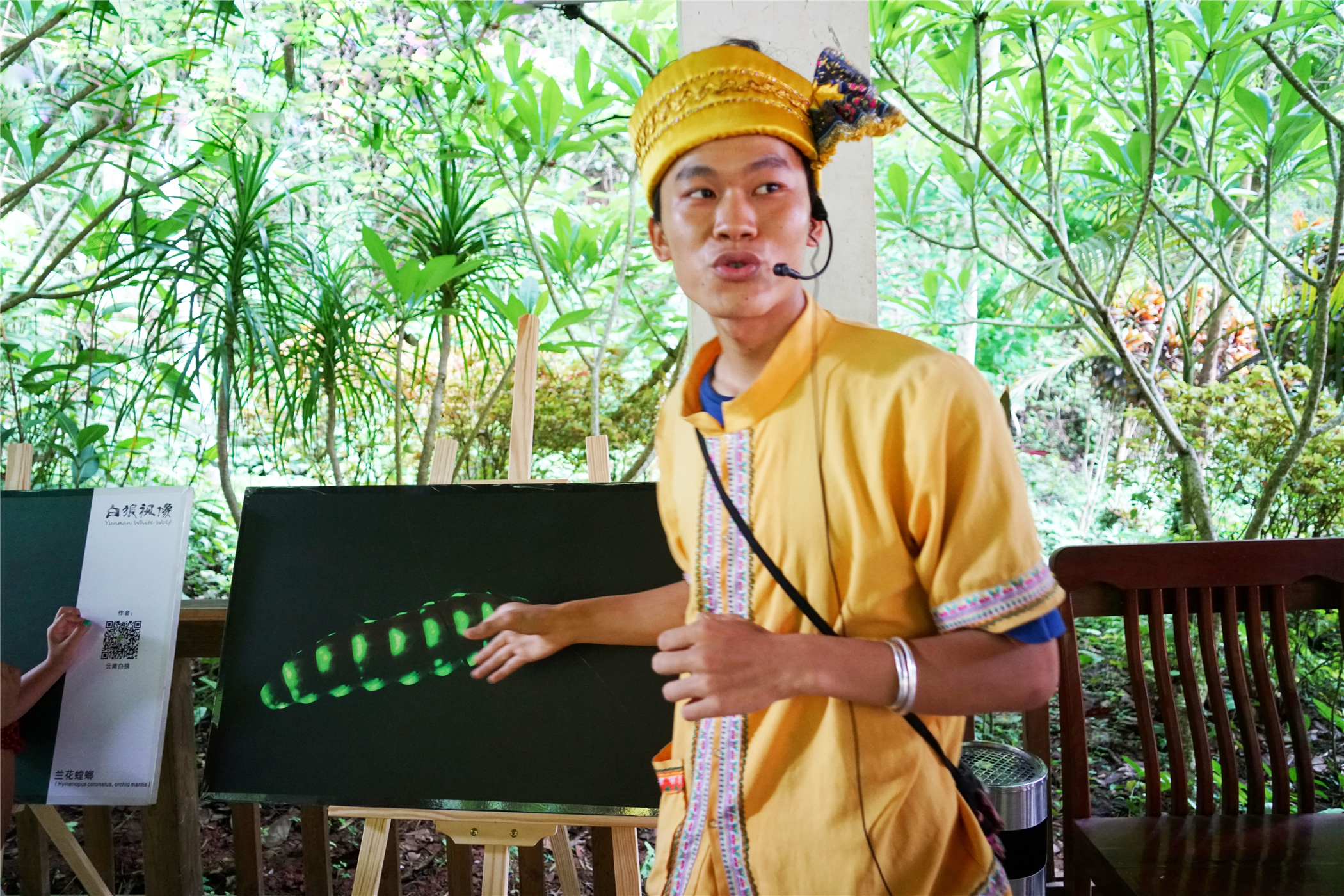 西双版纳望天树有多高,西双版纳望天树攀爬