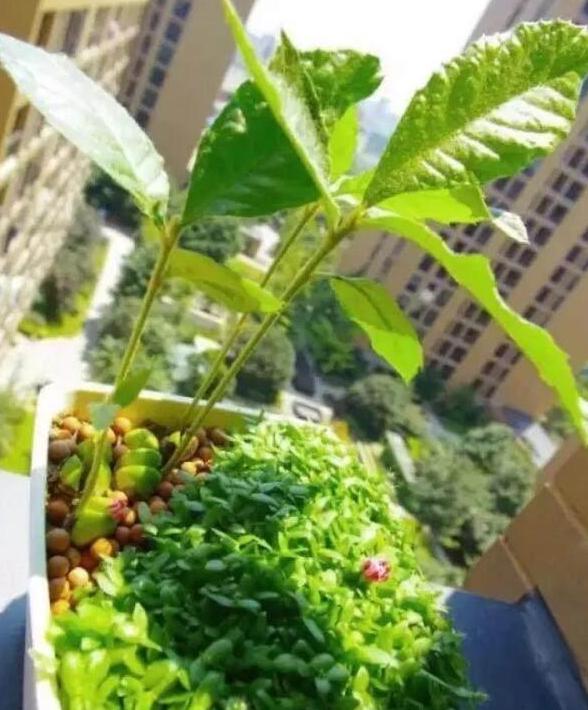 春天种菜怎么样施底肥,春季种菜用什么肥料合适